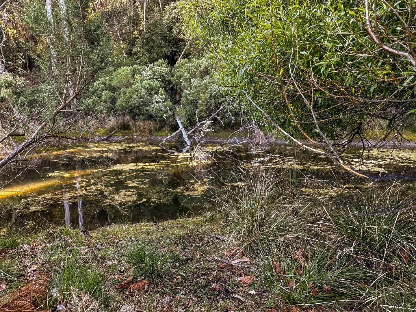 Additional image 6 of Curtis Rd, St Marys TAS 7215