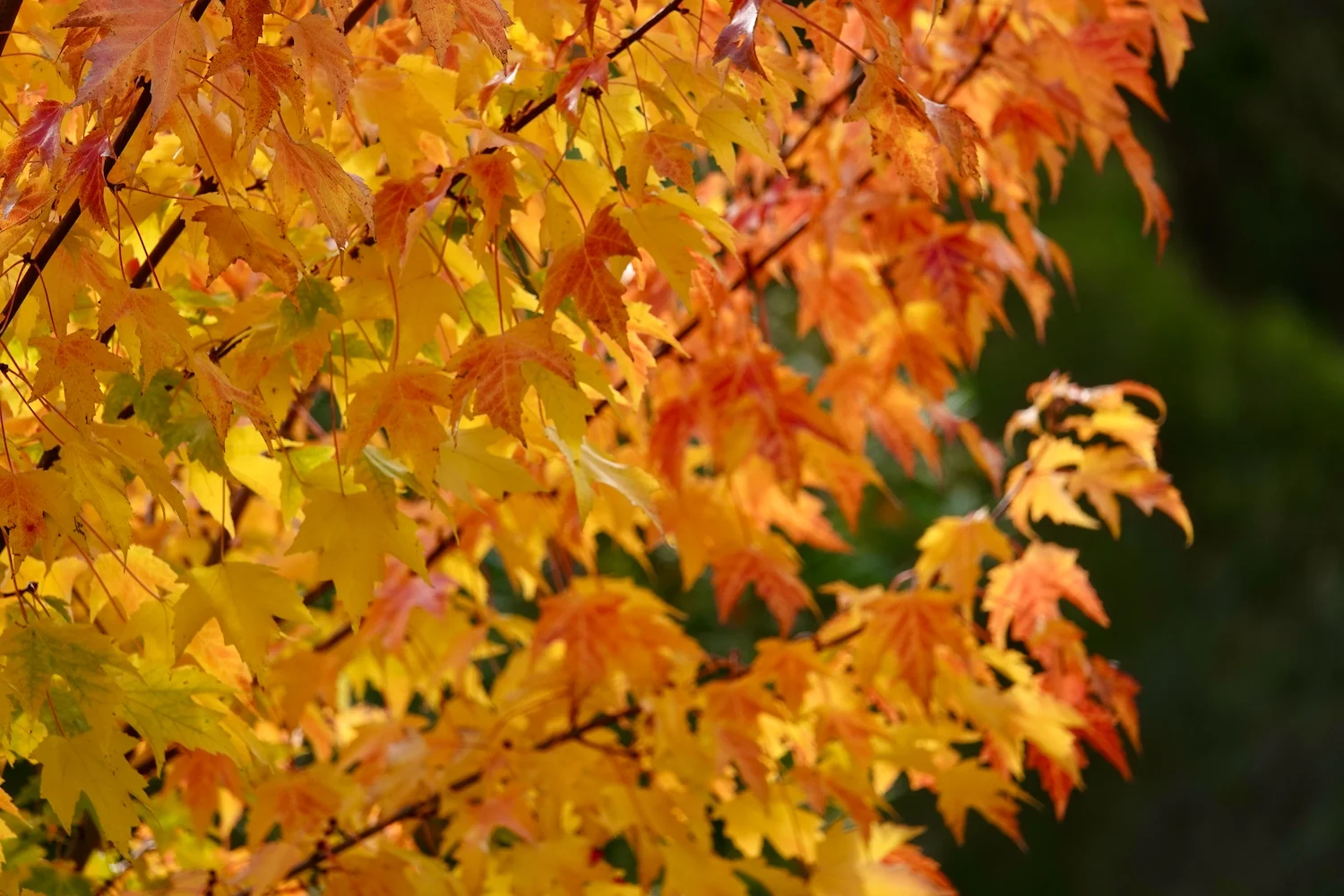 Additional image 19 of 10223 Armidale Road, Hernani NSW 2453