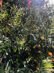 Additional image 30 of Castle Hill NSW 2154