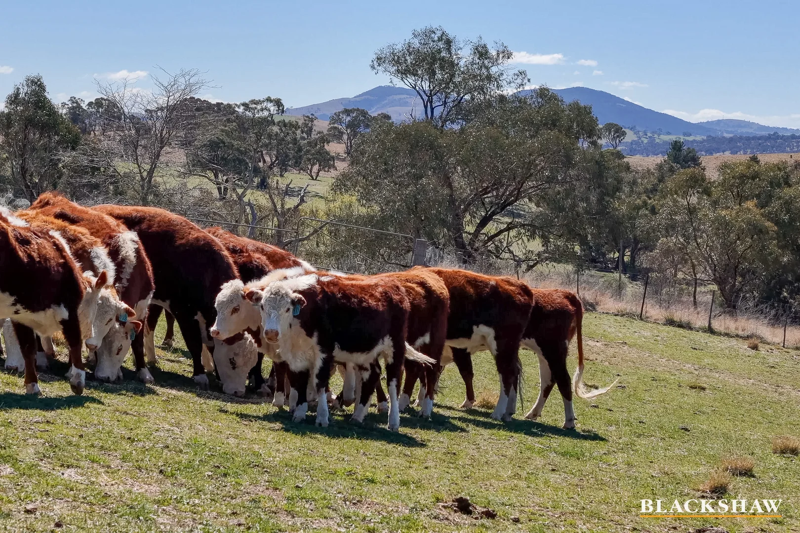 Additional image 23 of 1244 Smiths Road, The Angle NSW 2620