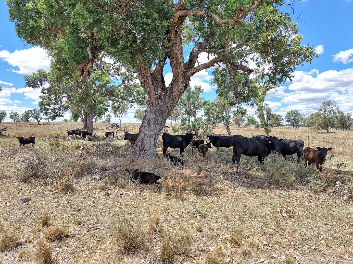 Additional image 20 of 742 Bendemeer Road, Kingstown NSW 2358