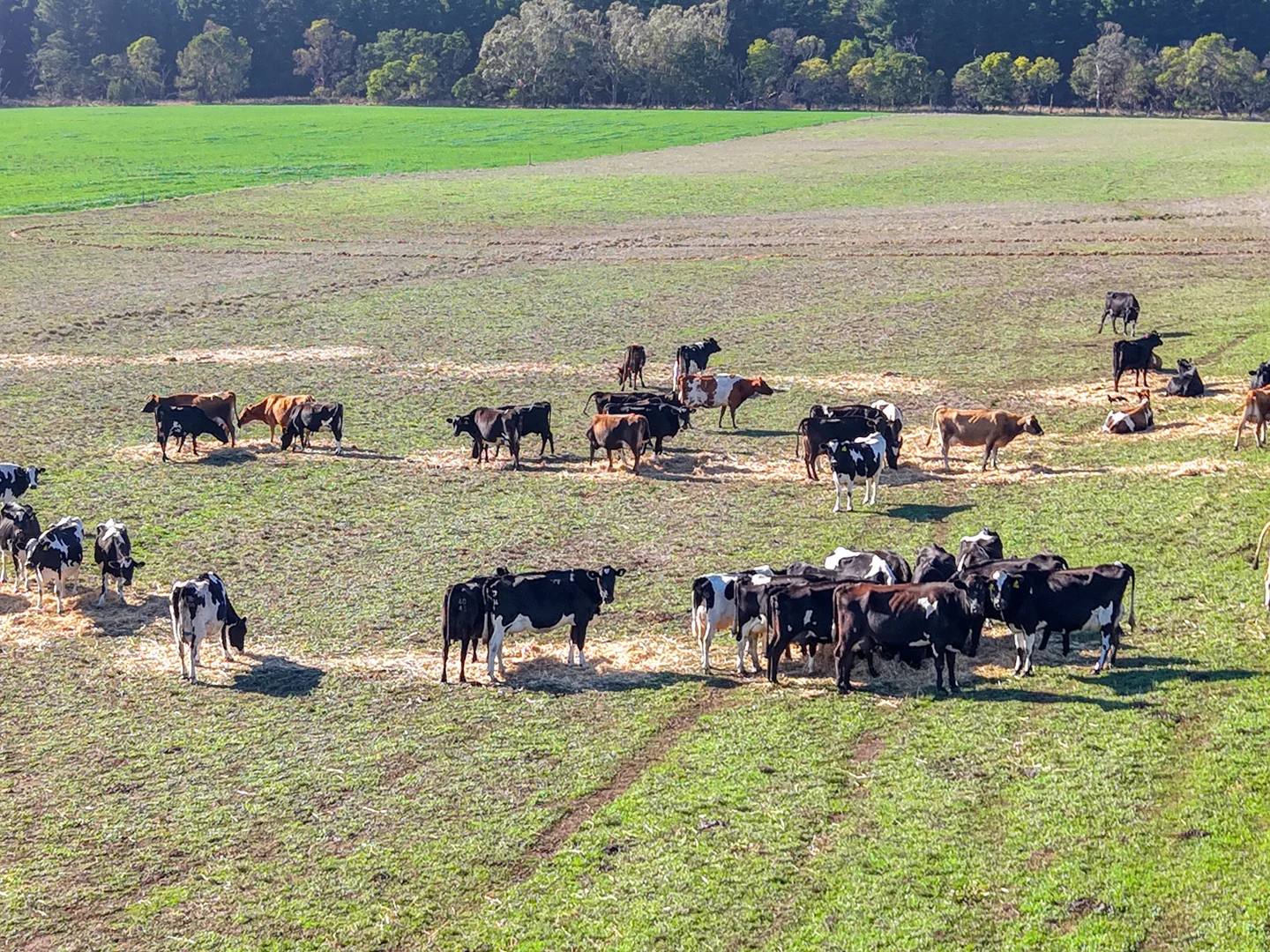 Additional image 36 of 140 Savins Road, Condah VIC 3303