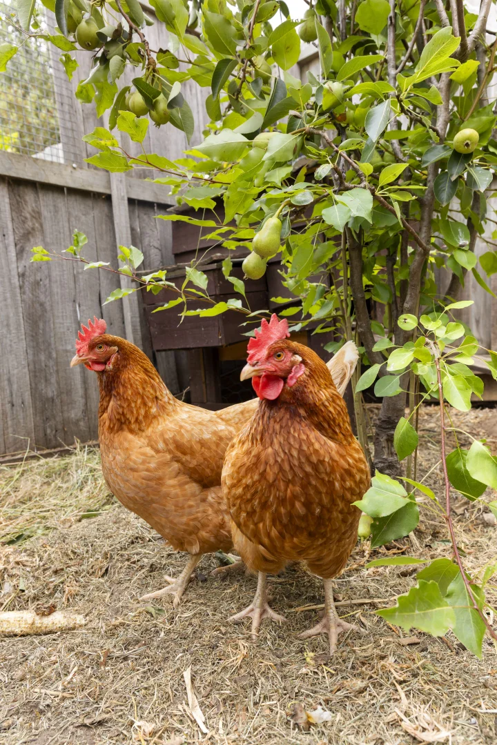 Additional image 4 of 12 Thetis Street, Ocean Grove VIC 3226