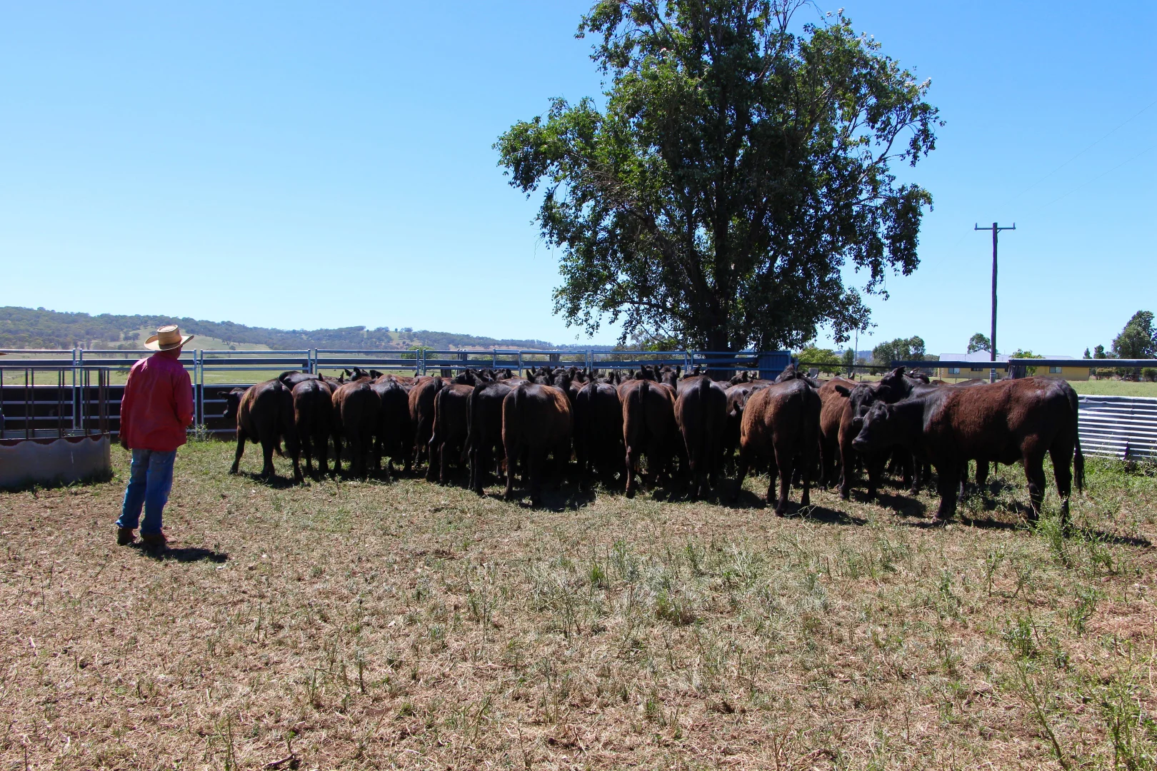 Additional image 21 of 134 Ruwenzorie Rd Wellingrove, Glen Innes NSW 2370