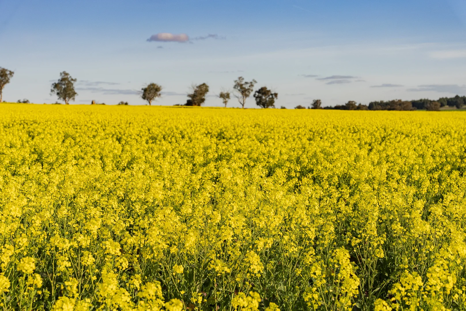 Additional image 8 of 1349 Trungley Hall Road, Temora NSW 2666