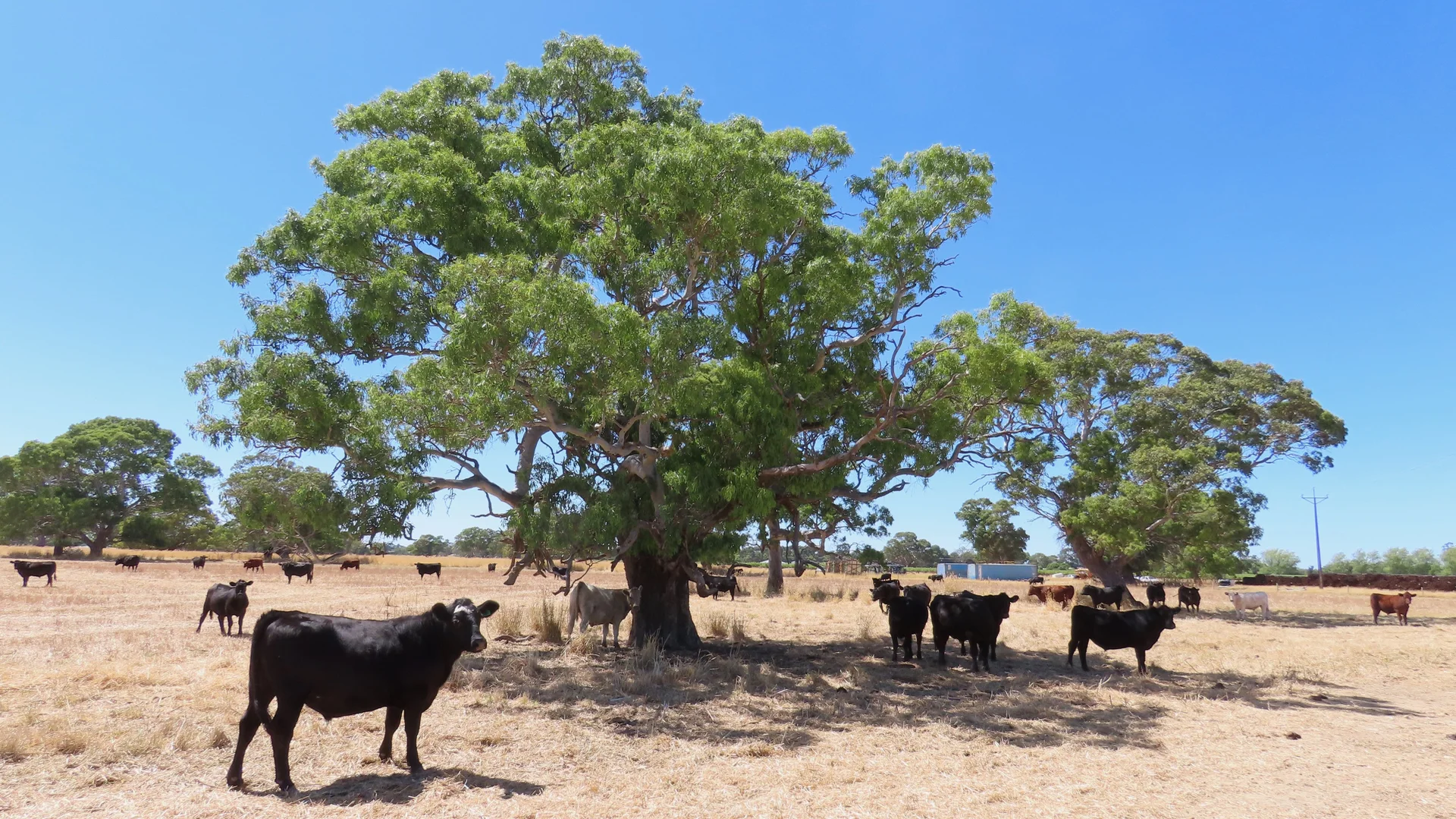 Additional image 2 of 8283 Clay Wells Rd, Penola SA 5277