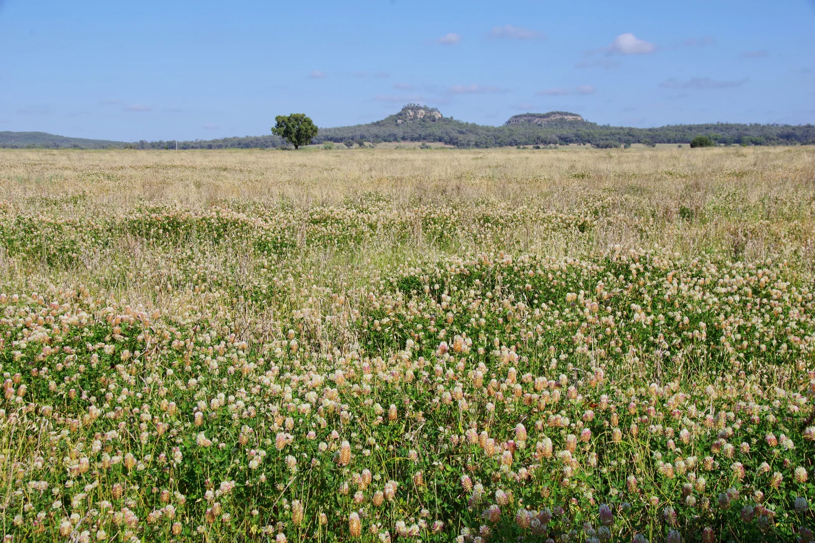 Additional image 30 of 1676 Willala Road, Boggabri NSW 2382