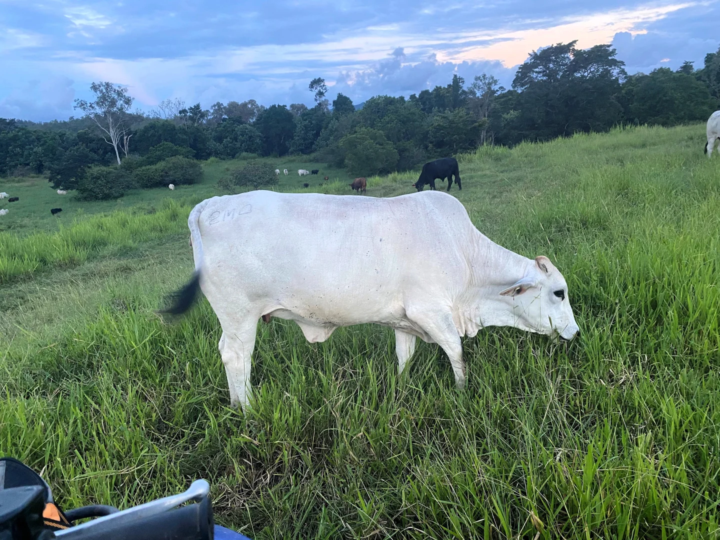 Additional image 3 of Mount Ossa QLD 4741