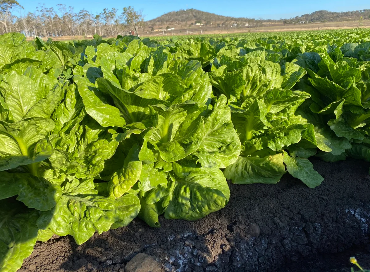 Additional image 15 of "Westview" 189 Toowoomba-Karara Road, Finnie QLD 4350