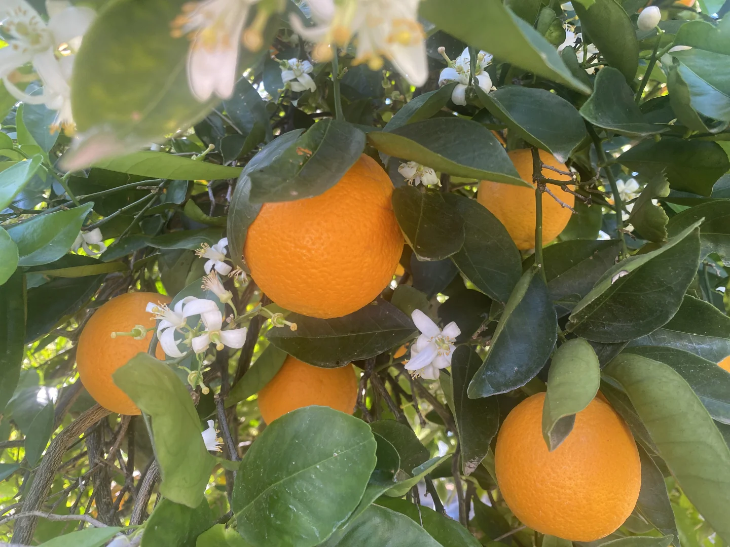 Additional image 26 of "Allandale" 7861 Lachlan Valley Way, Forbes NSW 2871