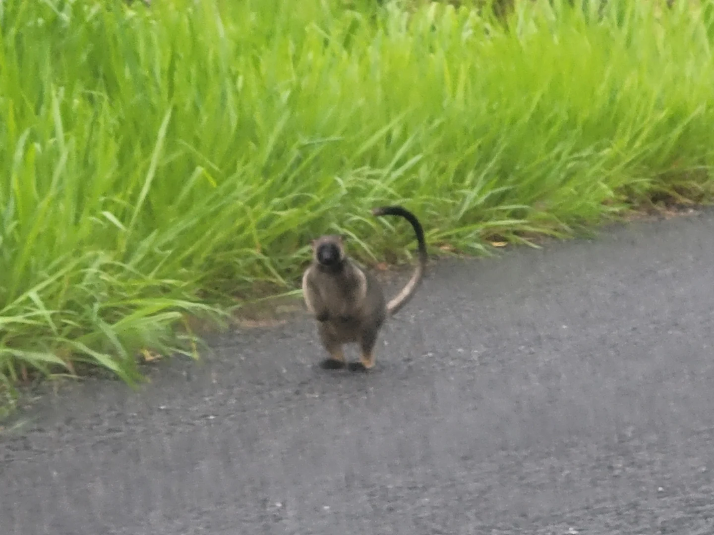 Additional image 9 of 4 Main street, Millaa Millaa QLD 4886