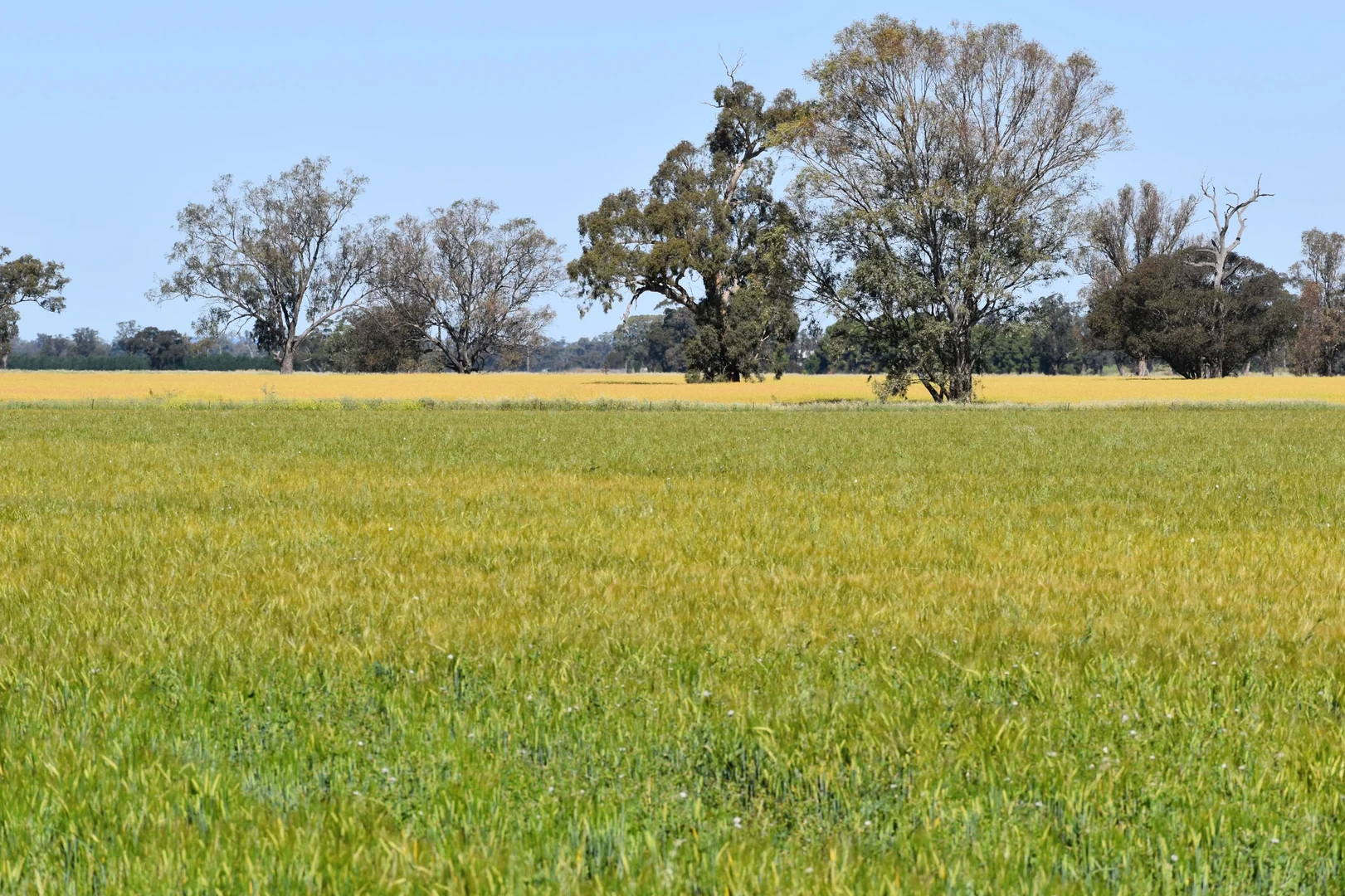 Additional image 20 of "Allandale" 7861 Lachlan Valley Way, Forbes NSW 2871