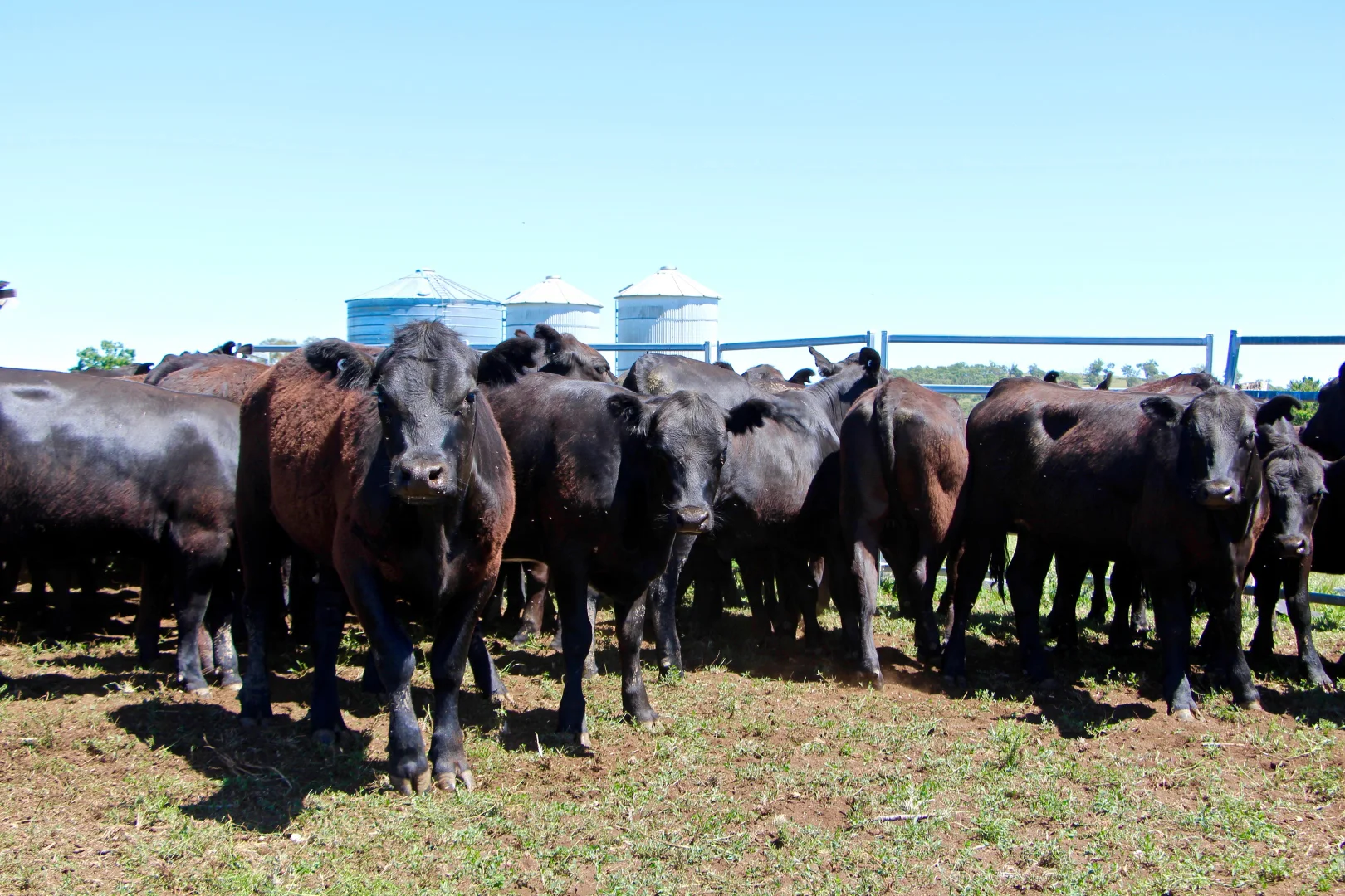 Additional image 15 of 134 Ruwenzorie Rd Wellingrove, Glen Innes NSW 2370