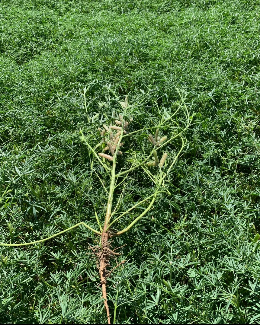 Additional image 8 of Valentine Road, Wicherina WA 6532