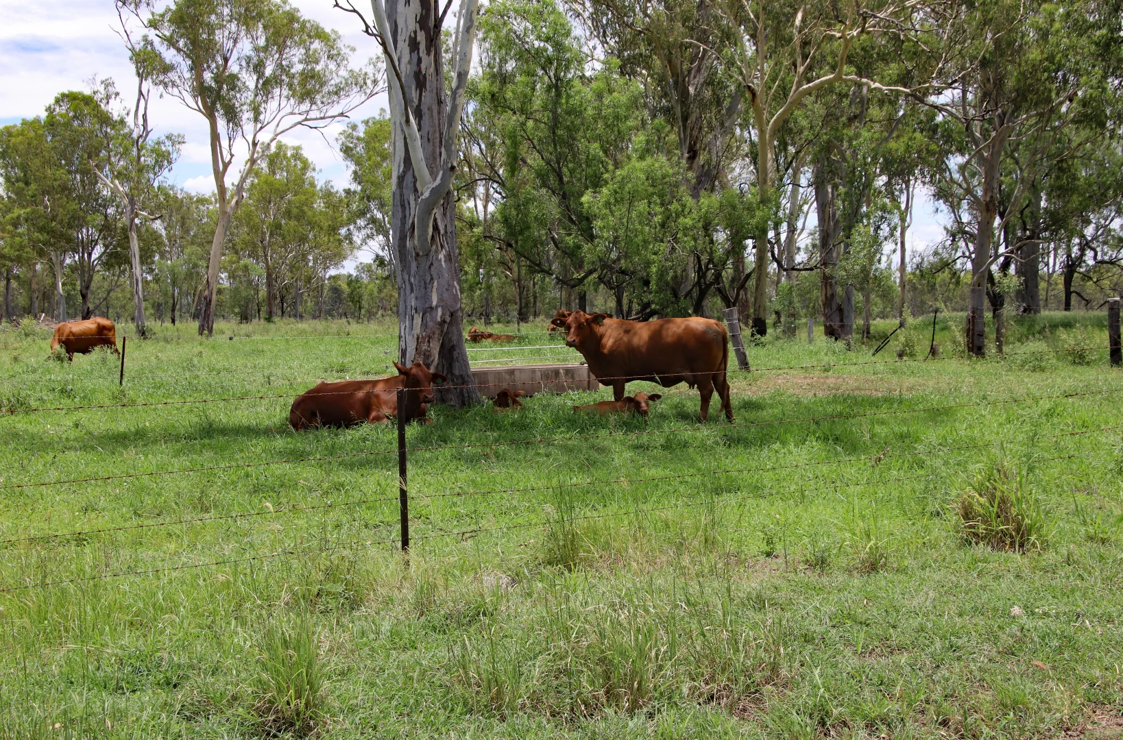 Additional image 19 of 220 Dingles Road, Dixalea QLD 4702