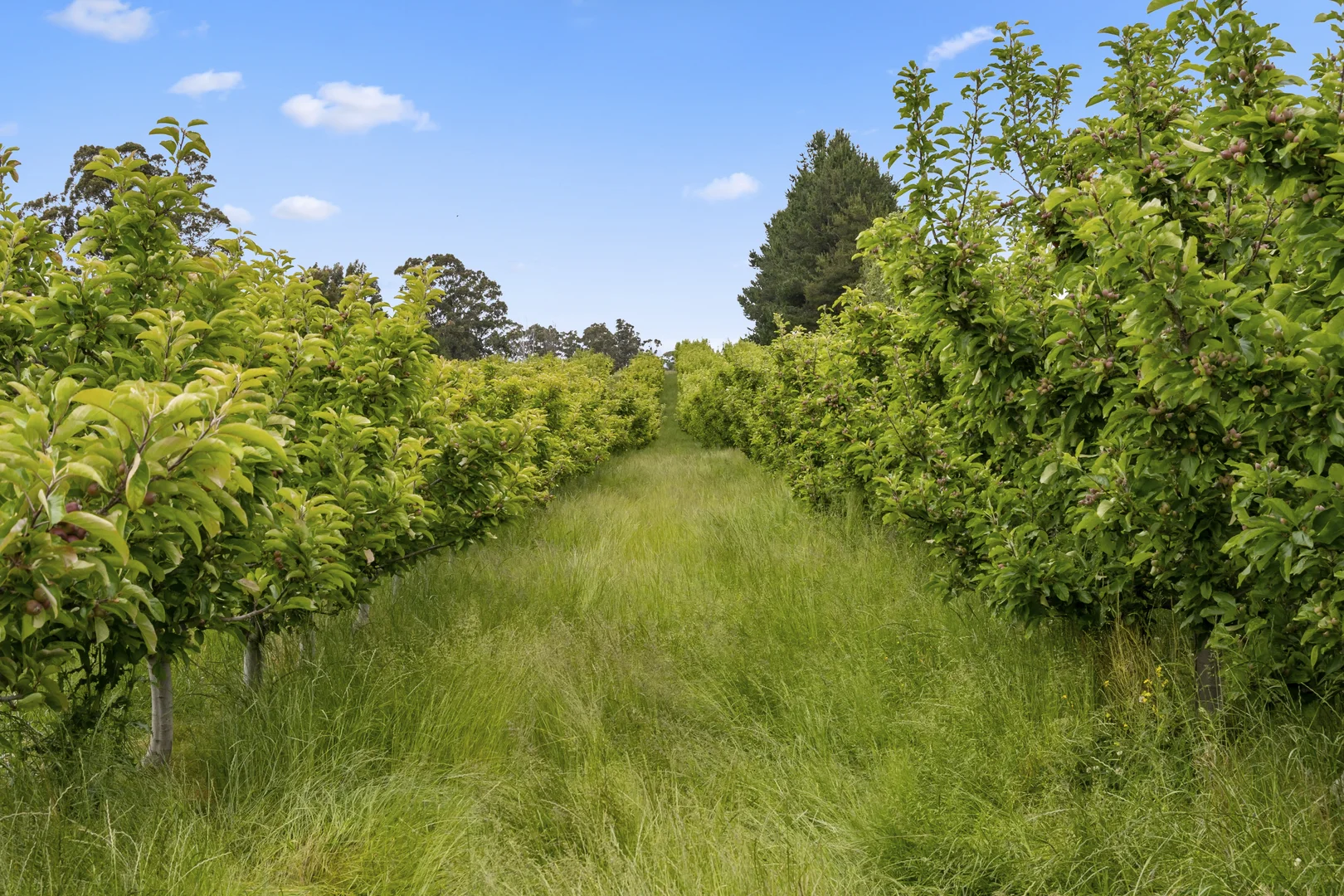 Additional image 10 of Lot  1 Flakemore Road, Franklin TAS 7113