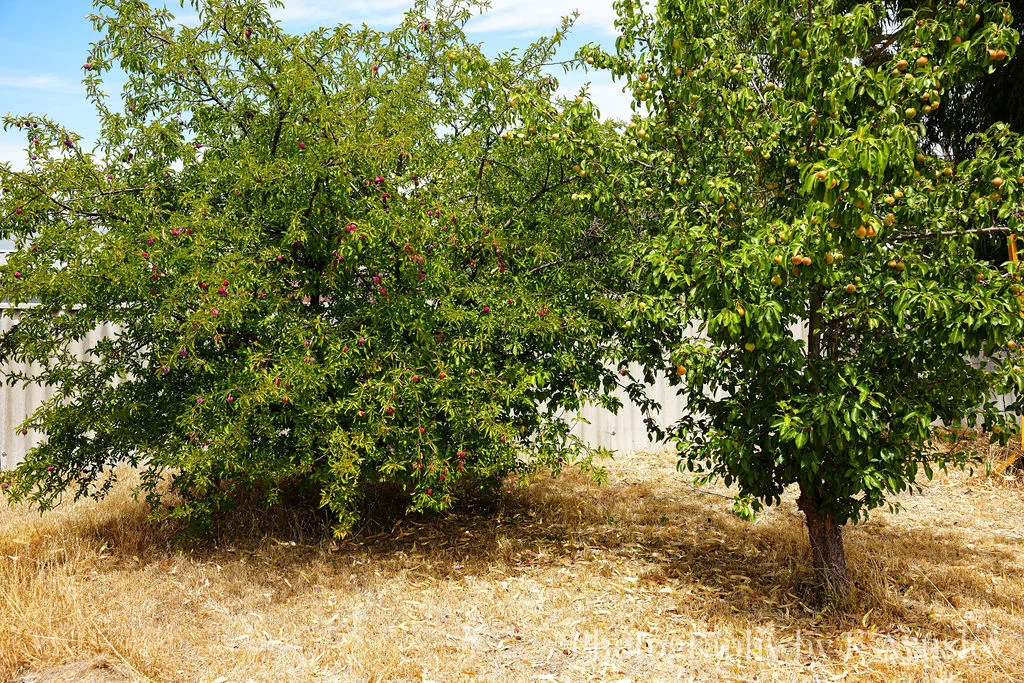 Additional image 20 of 53 Falcon Street, Narrogin WA 6312
