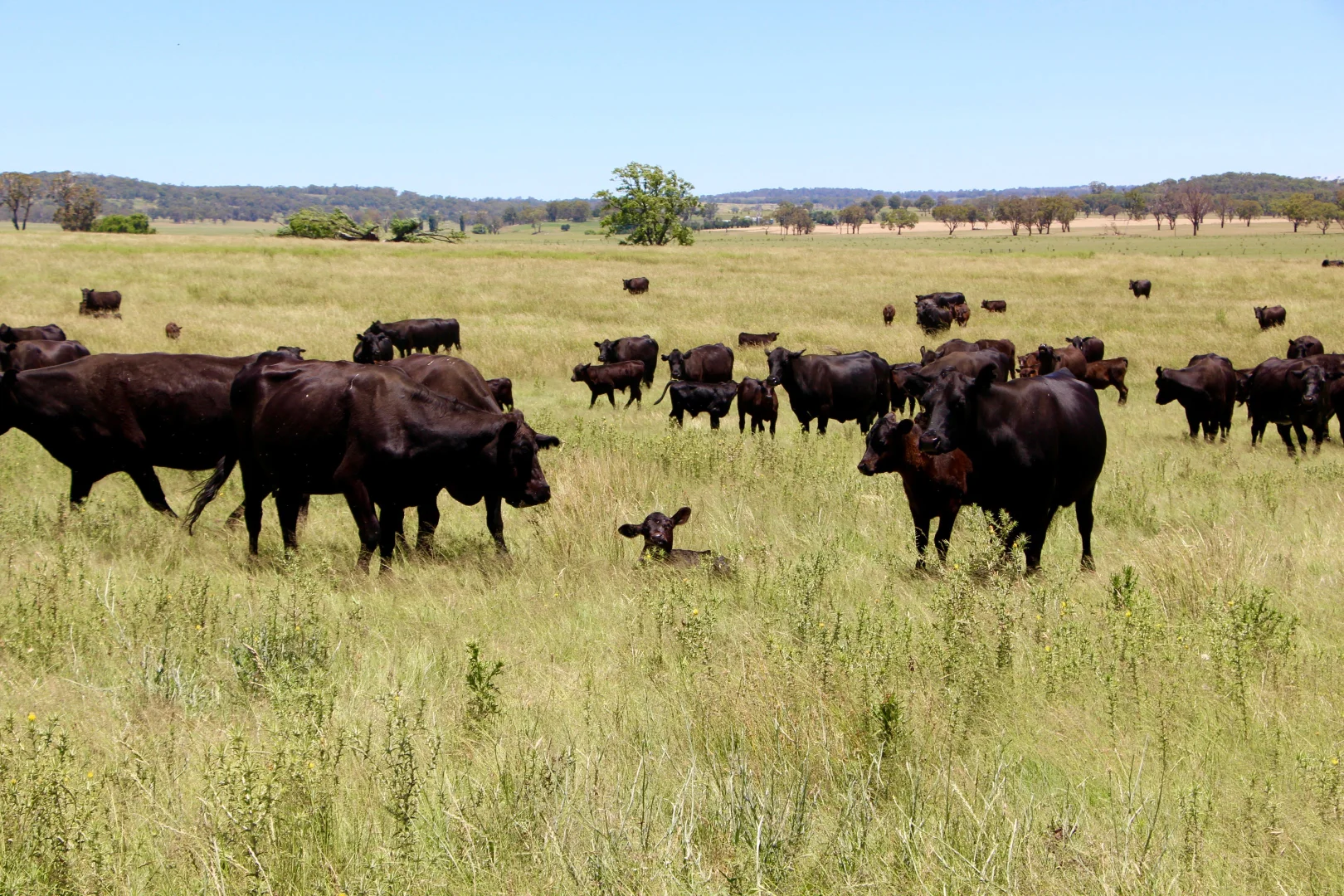 Additional image 20 of 134 Ruwenzorie Rd Wellingrove, Glen Innes NSW 2370