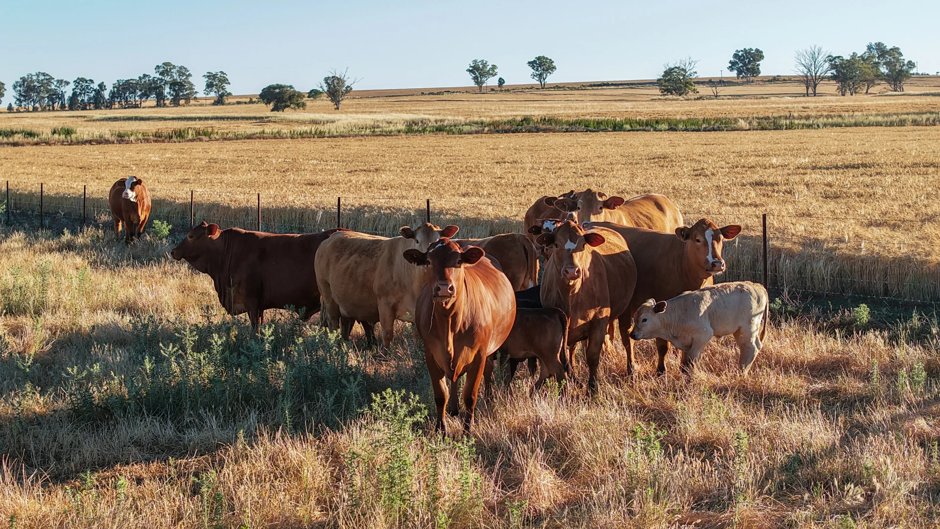 Additional image 25 of The Ranch 27R Plain Creek Road, Wongarbon NSW 2831