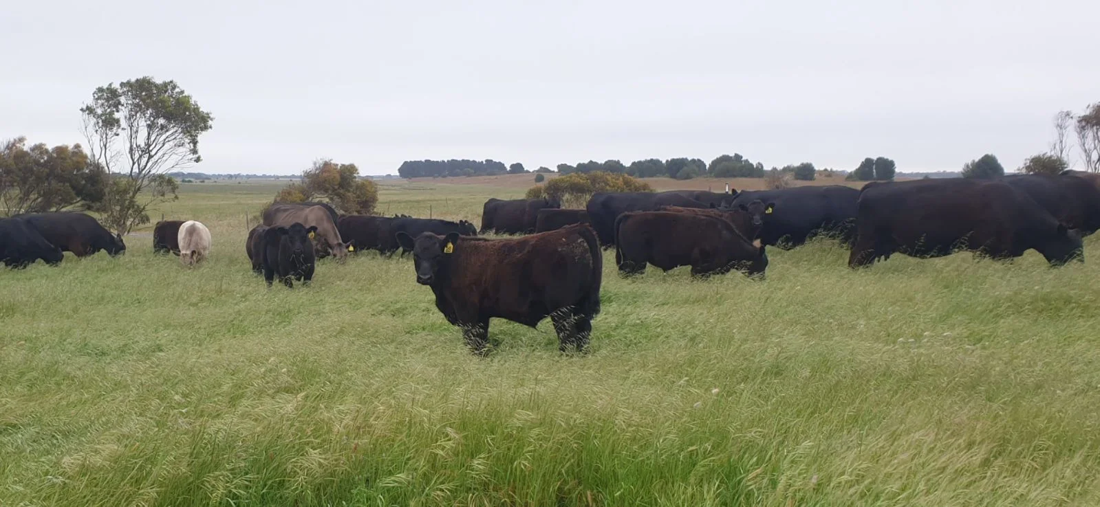 Additional image 37 of 26 Griffin Road, Clayton Bay SA 5256