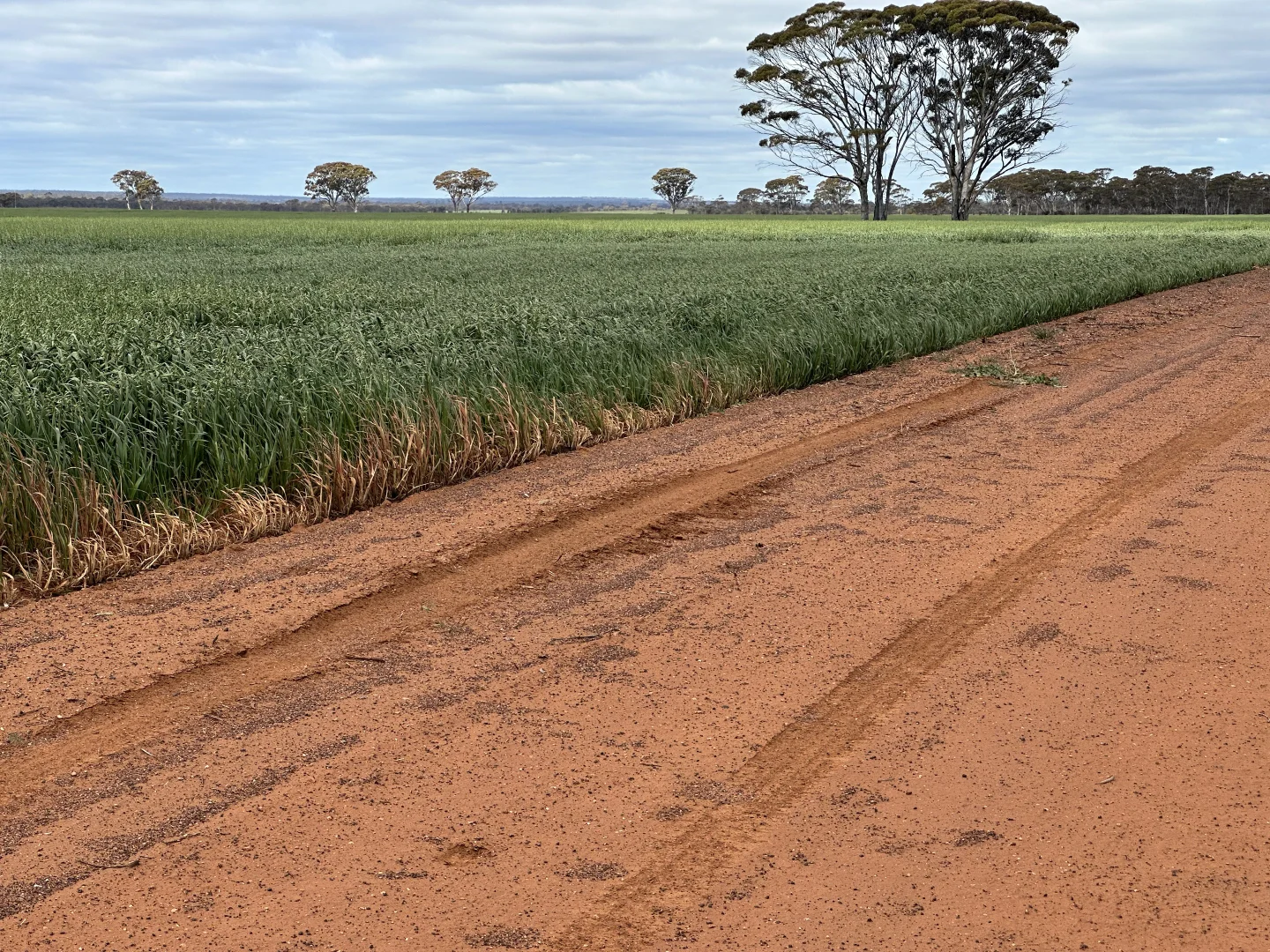 Additional image 35 of 3279 Calzoni Road, Hyden WA 6359