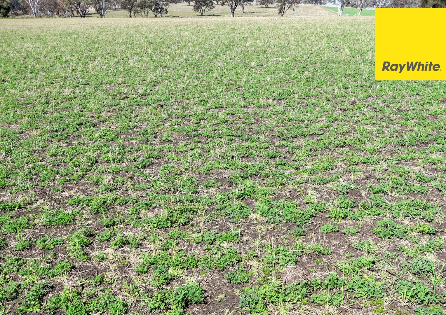 Additional image 6 of 154 Delungra Bypass Road, Inverell NSW 2360