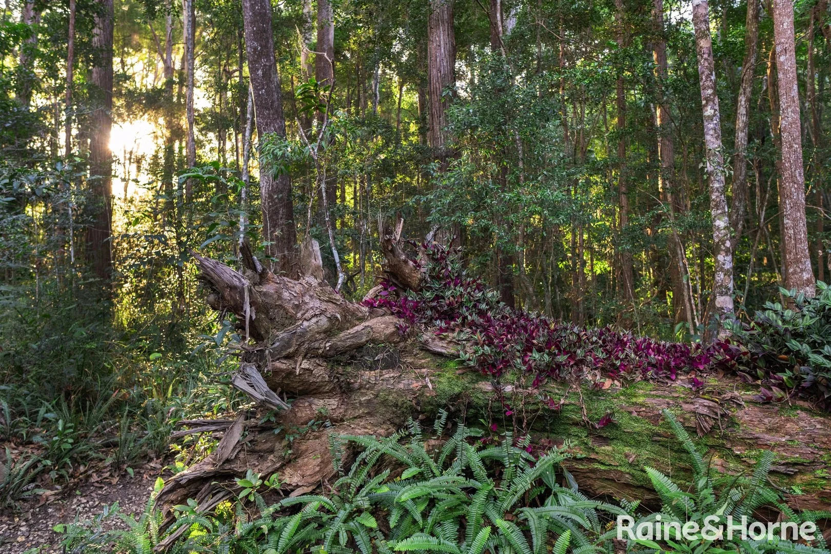 Additional image 17 of 138 Tallgum Avenue, Doonan QLD 4562