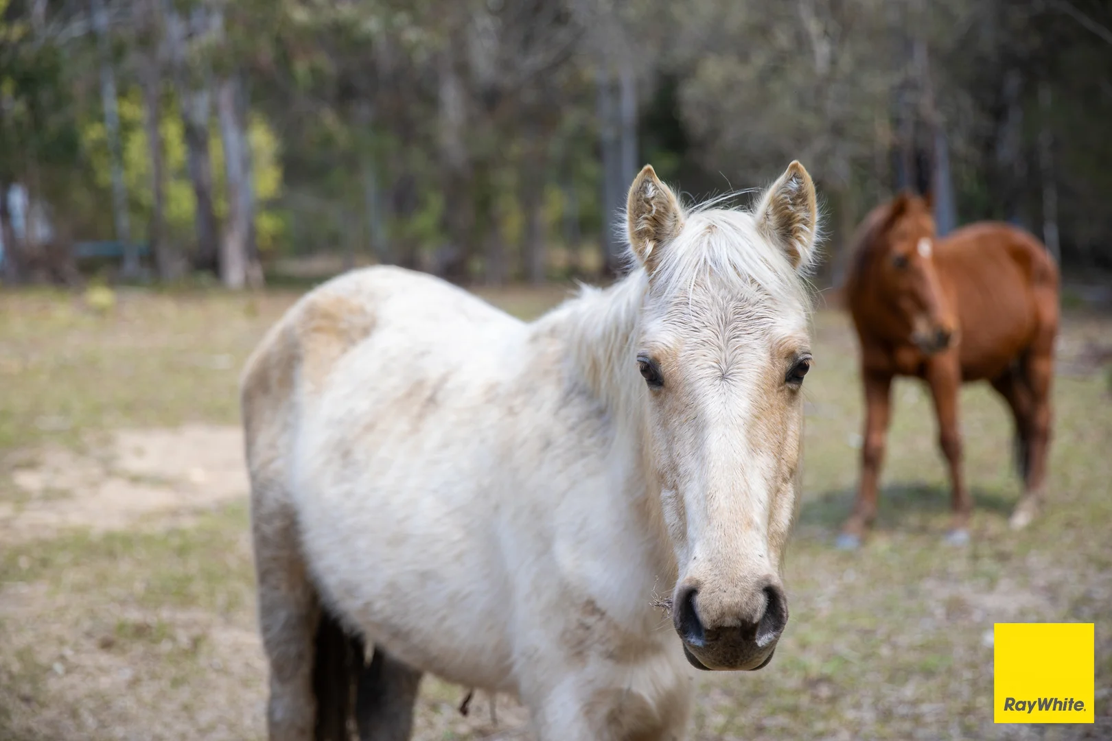 Additional image 31 of 8284 Armidale Road, Dorrigo NSW 2453