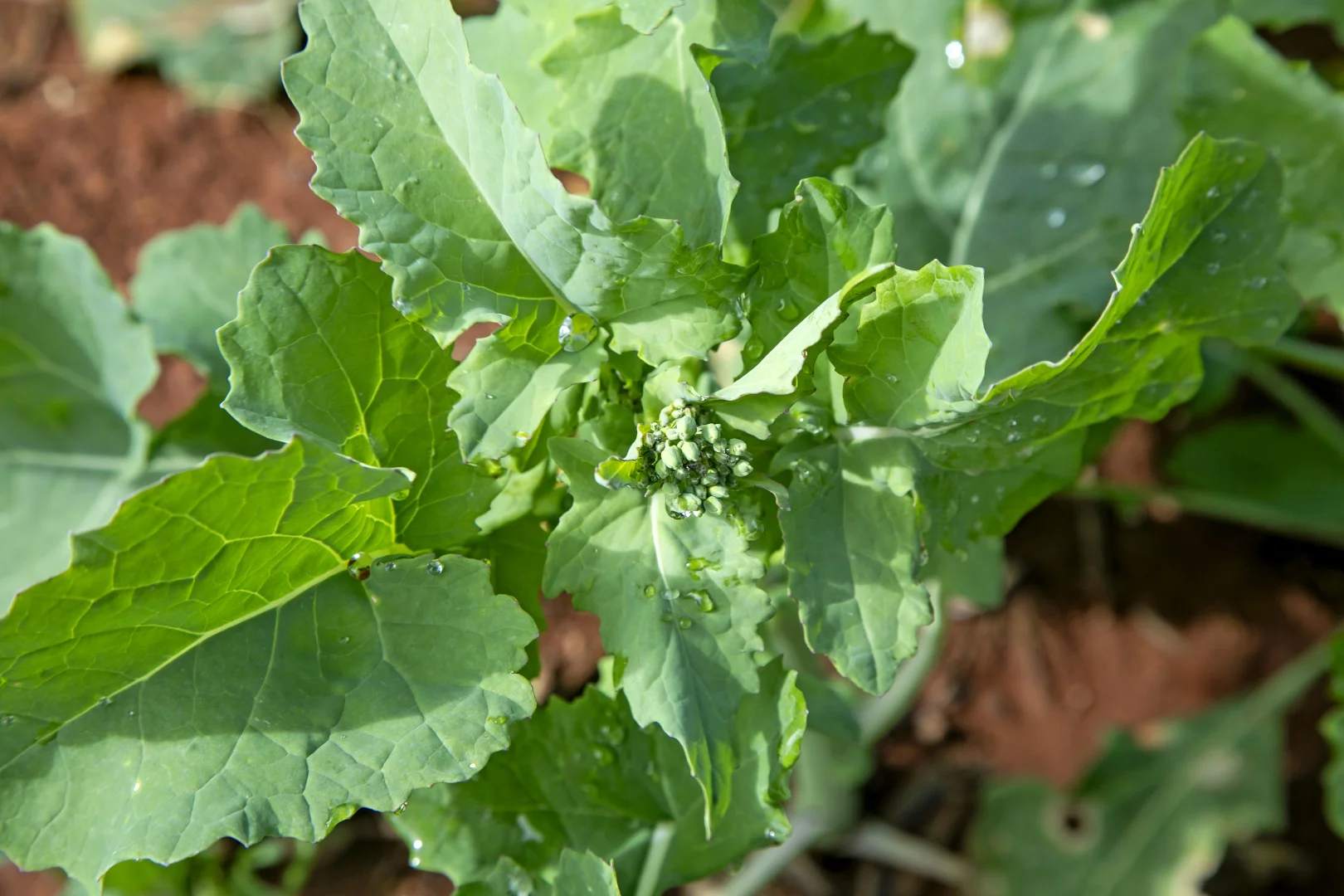 Additional image 19 of 'Hamilton Run Farm' Murchland Drive, Jamestown SA 5491