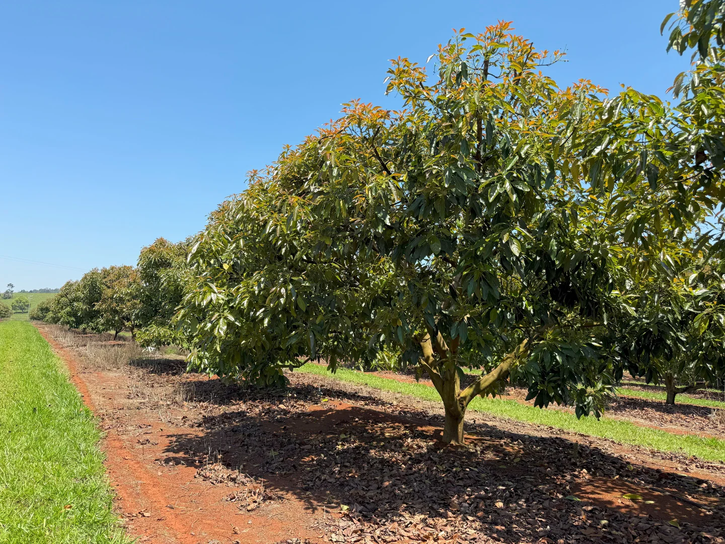 Additional image 68 of 767 Peeramon Road, Peeramon QLD 4885