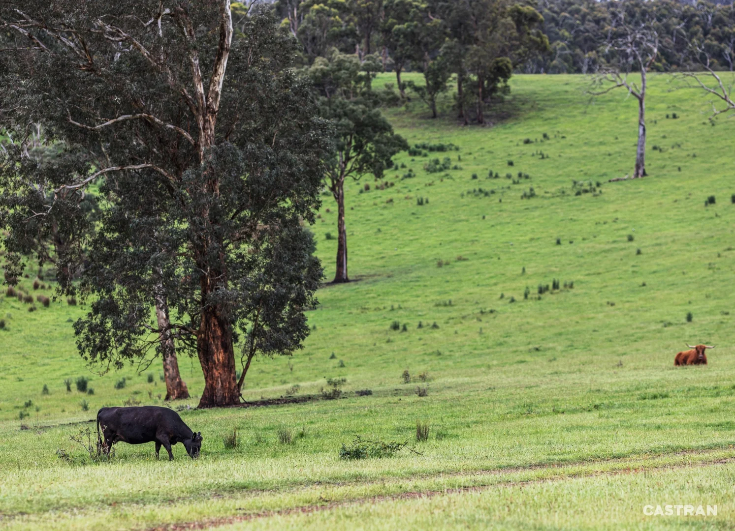 Additional image 10 of 120 Wills Road, Dixons Creek VIC 3775