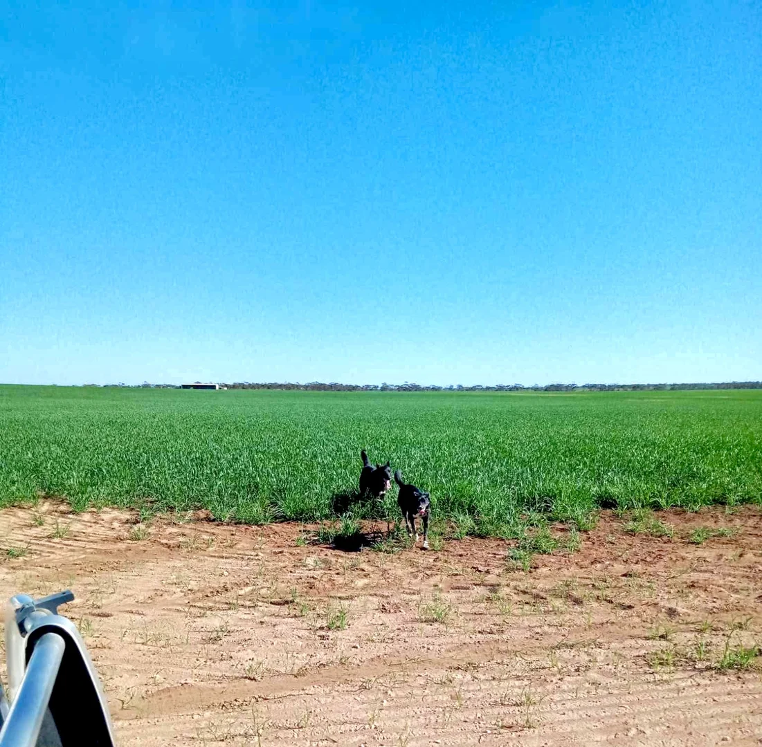 Additional image 33 of 1266 OTC Road, Wandana SA 5690