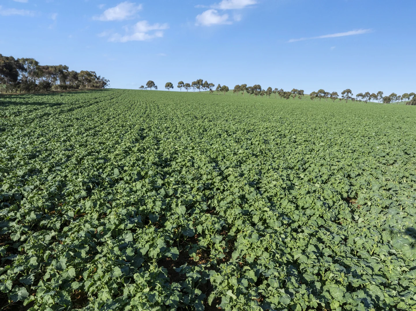 Additional image 20 of 'Hamilton Run Farm' Murchland Drive, Jamestown SA 5491