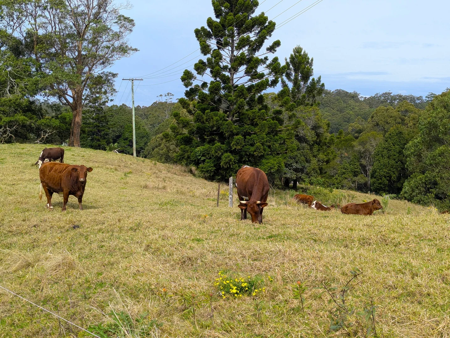Additional image 17 of 1190 Campbells Pockets Road, Mount Mee QLD 4521