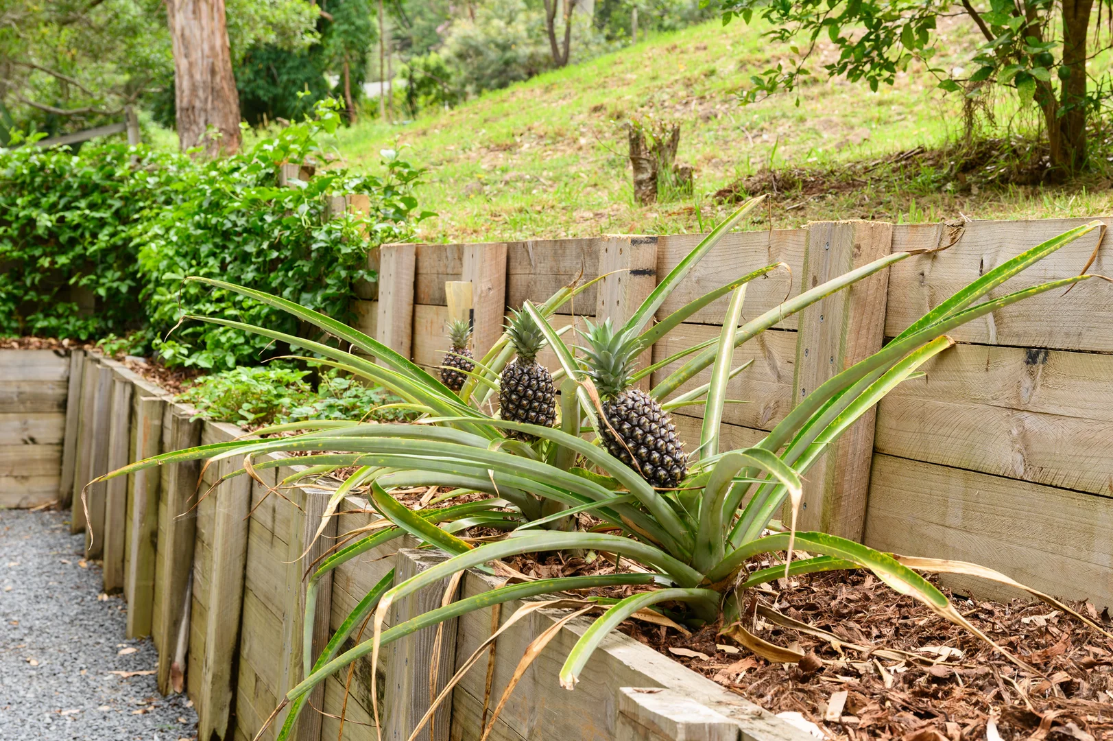 Additional image 34 of 583-587 Henri Robert Drive, Tamborine Mountain QLD 4272