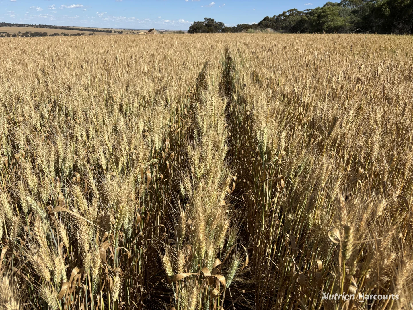 Additional image 6 of . 'Forrestine Farm', Cunderdin WA 6407