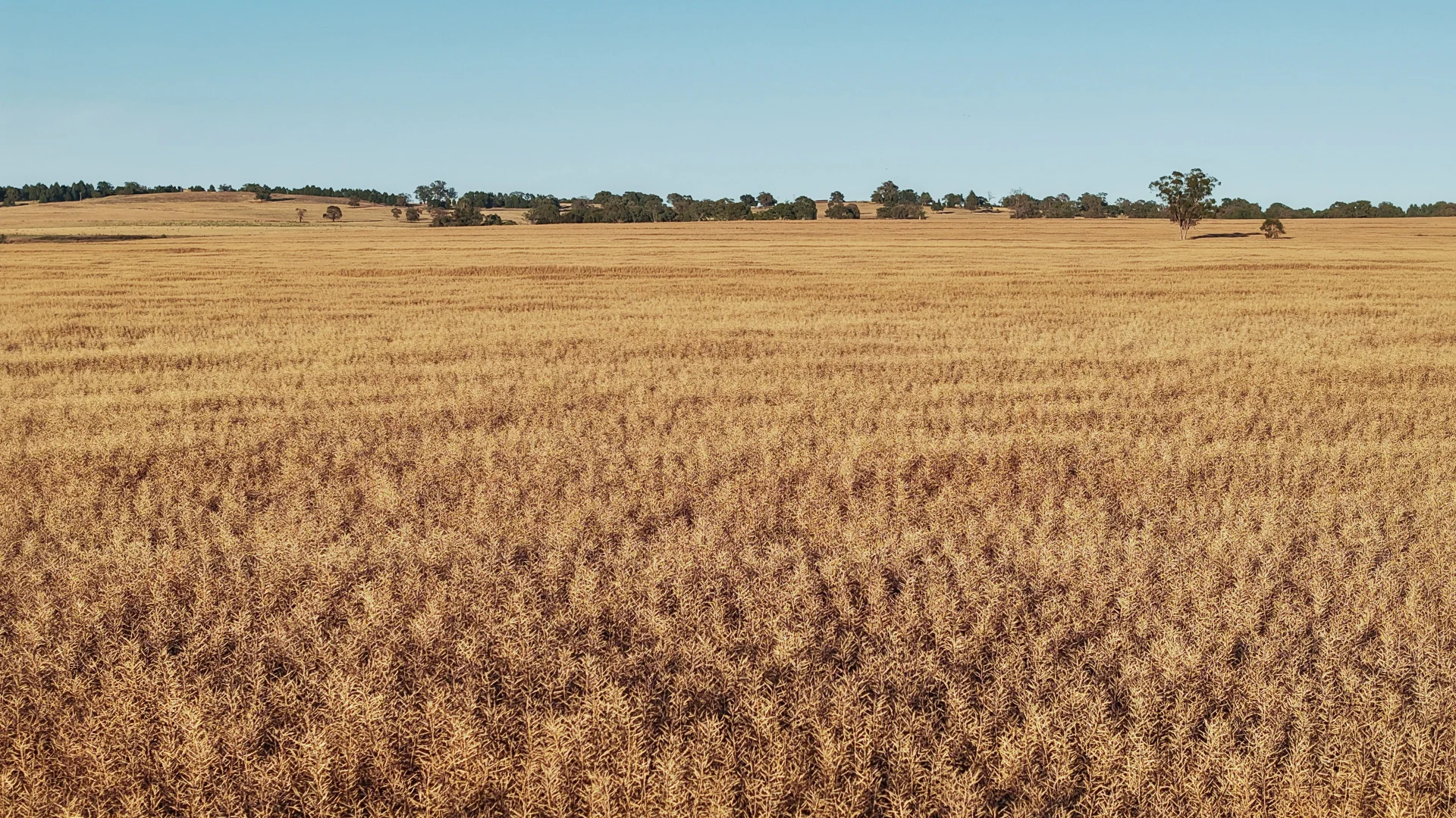 Additional image 6 of The Ranch 27R Plain Creek Road, Wongarbon NSW 2831