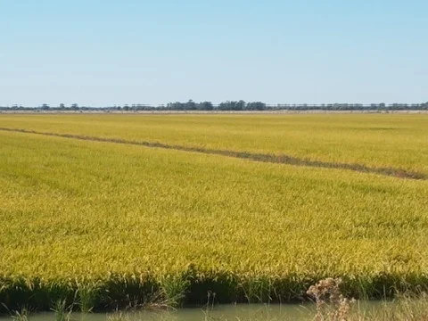 Additional image 2 of 'Kalawar' 1822 Pretty Pine Road, Morago NSW 2710