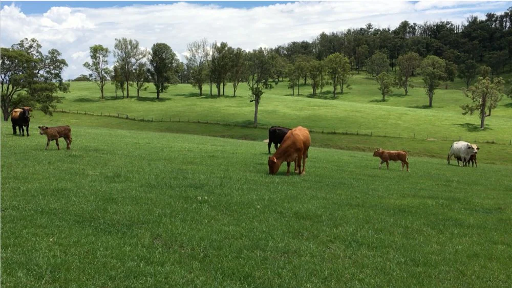 800 Toms Gully Rd, Hickeys Creek NSW 2440