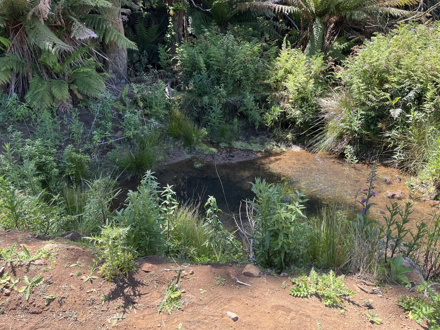 Additional image 20 of 28834 Tasman Highway, Weldborough TAS 7264