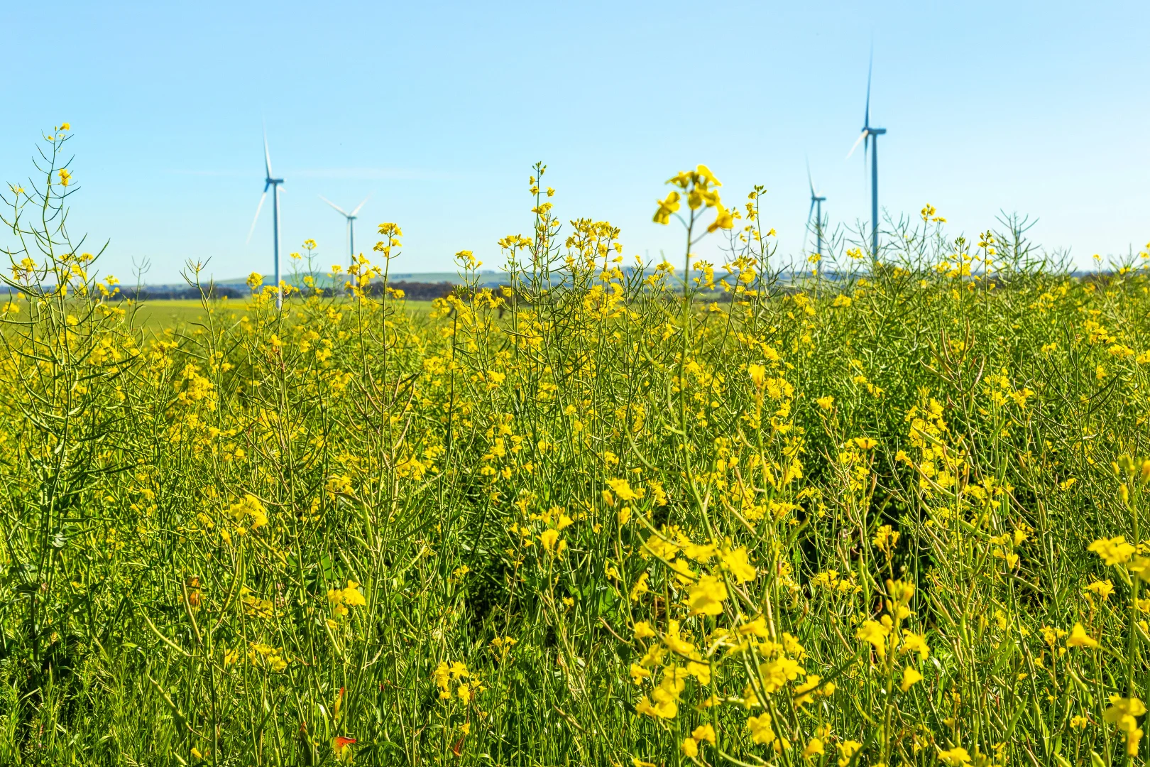 Additional image 9 of 60 Ellis Road, Beaufort VIC 3373