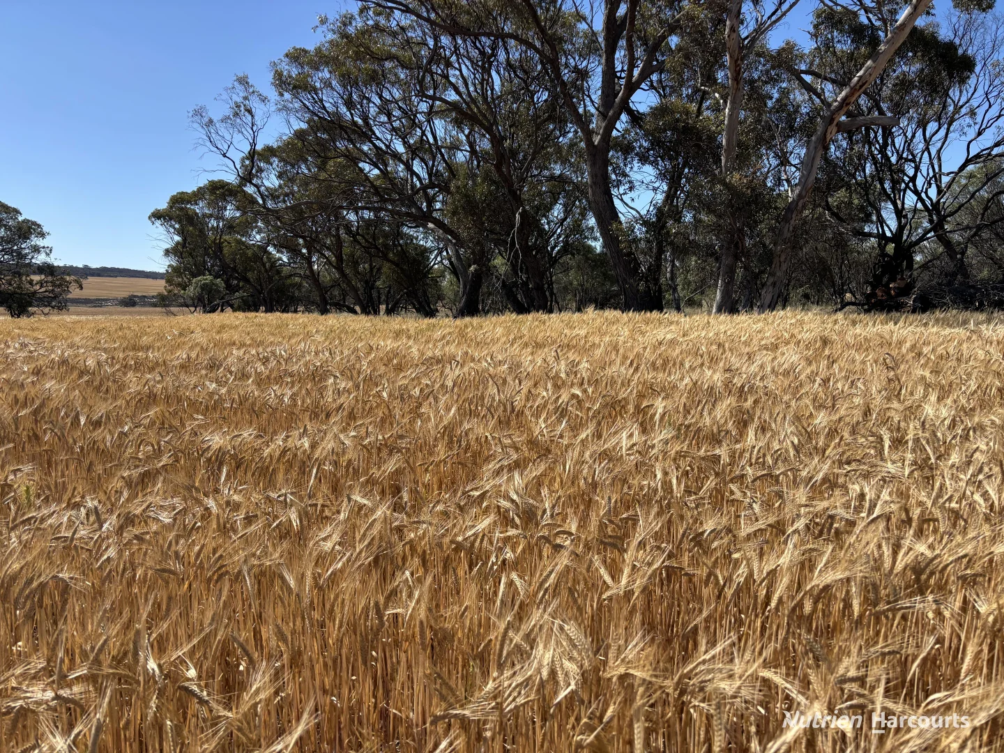 Additional image 18 of . 'Forrestine Farm', Cunderdin WA 6407