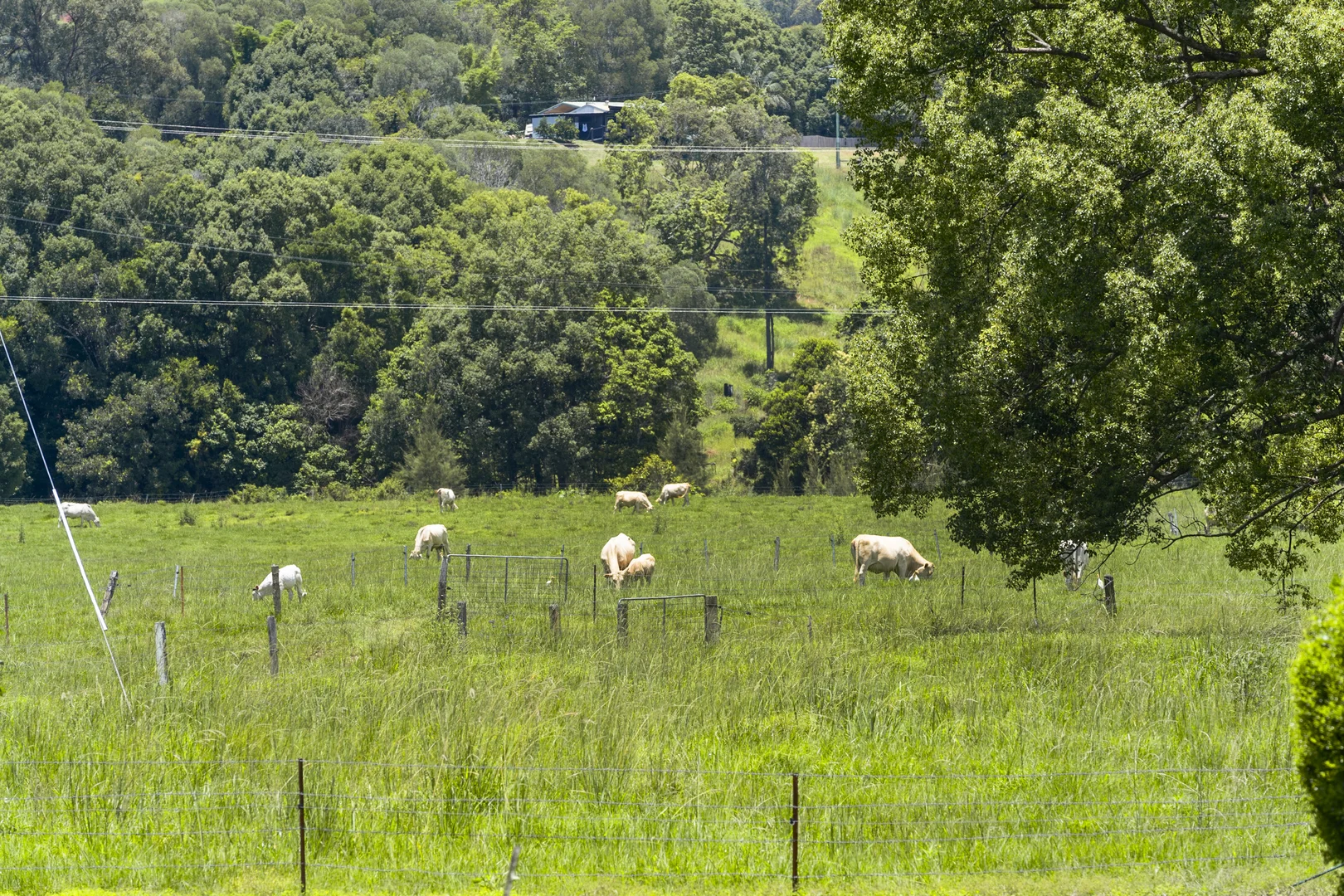 Additional image 31 of 981 Numinbah Road, Crystal Creek NSW 2484