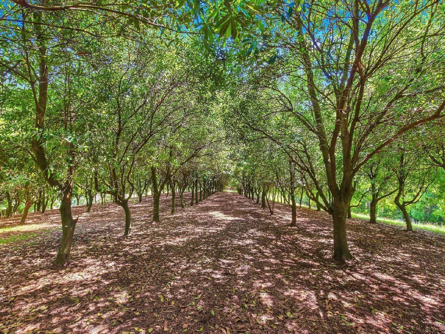 Additional image 24 of 412 Repentance Creek Road, Repentance Creek NSW 2480