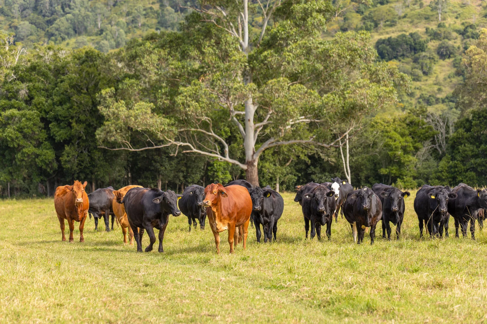Additional image 48 of Mount George NSW 2424