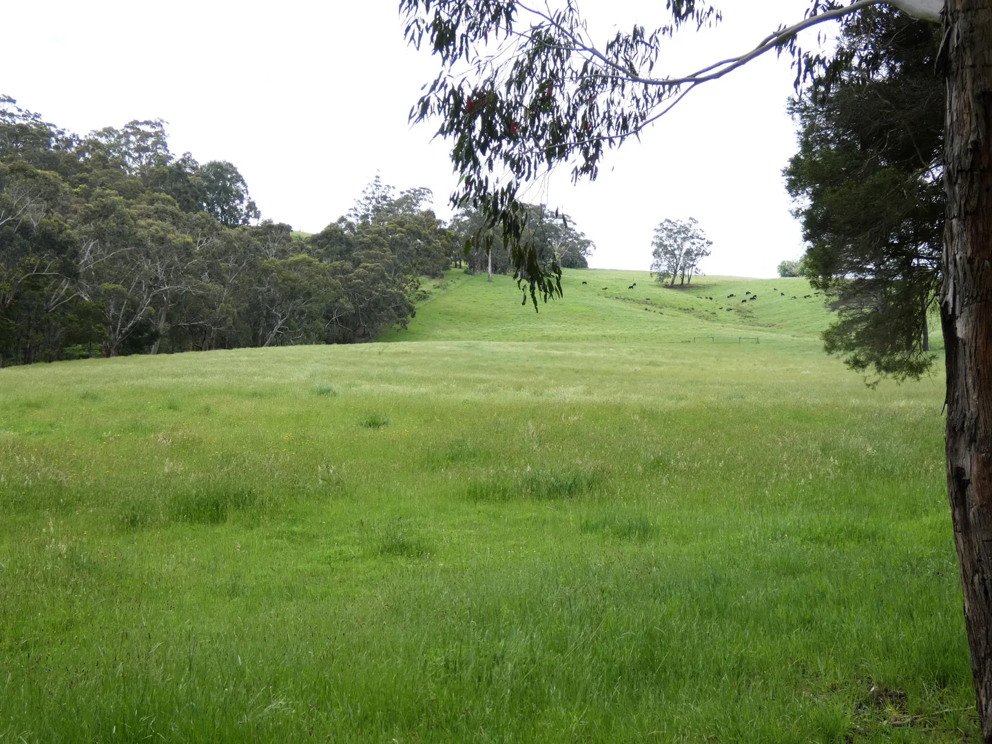 Additional image 21 of 125 Sheepstation Creek Road, Yellingbo VIC 3139