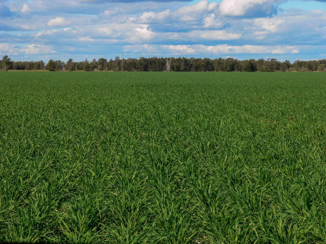 Additional image 9 of "FOREST VALE", Gurley NSW 2398