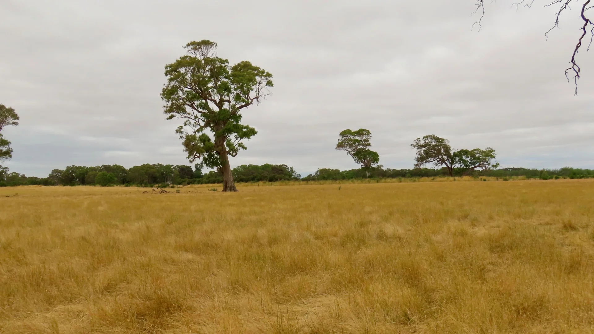 Additional image 16 of Lot 899 Mount McIntyre Road, Kalangadoo SA 5278