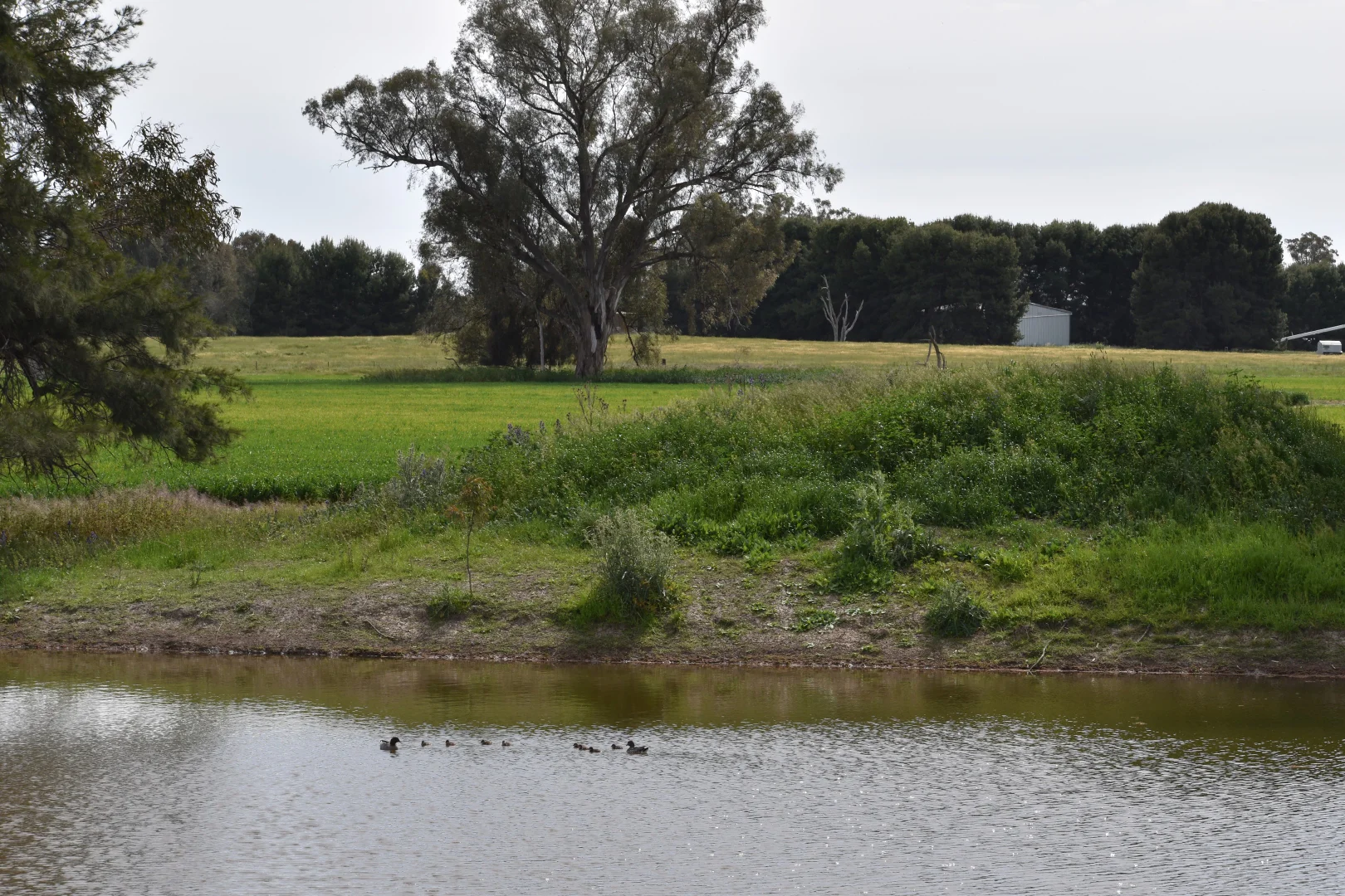 Additional image 24 of 2071 Yarrabandai Road, Bedgerabong NSW 2871