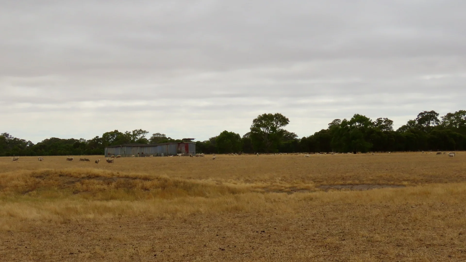 Additional image 9 of Lot 899 Mount McIntyre Road, Kalangadoo SA 5278